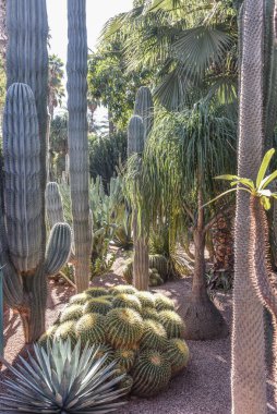Marakeş, Fas - 7 Şubat 2023 Yves Saint Laurent 'in Majorelle Bahçeleri, Casa Oasis, Marakeş