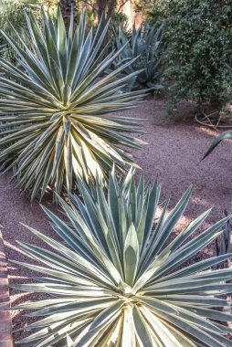 Marakeş, Fas - 7 Şubat 2023 Yves Saint Laurent 'in Majorelle Bahçeleri, Casa Oasis, Marakeş