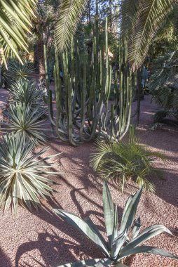 Marakeş, Fas - 7 Şubat 2023 Yves Saint Laurent 'in Majorelle Bahçeleri, Casa Oasis, Marakeş