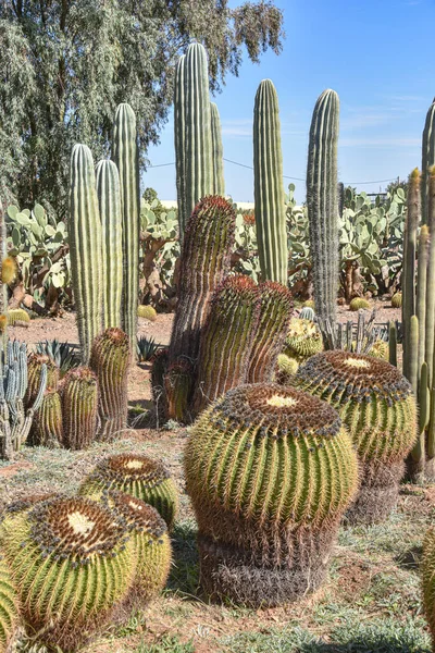 Marrakech Maroc Février 2023 Espèces Cactus Colorés Poussant Dans Les — Photo
