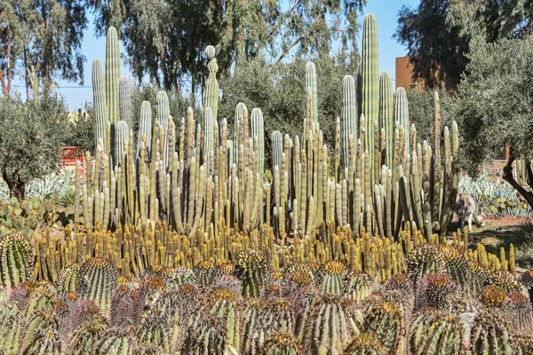 Marrakech Maroc Février 2023 Espèces Cactus Colorés Poussant Dans Les — Photo