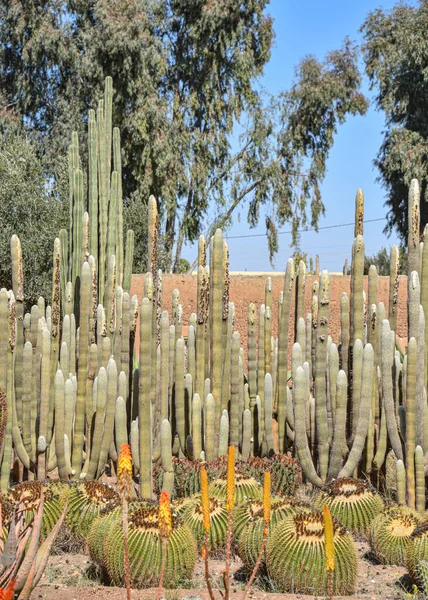 摩洛哥马拉喀什 2023年2月25日 在仙人掌植物园生长的五彩缤纷的仙人掌 — 图库照片