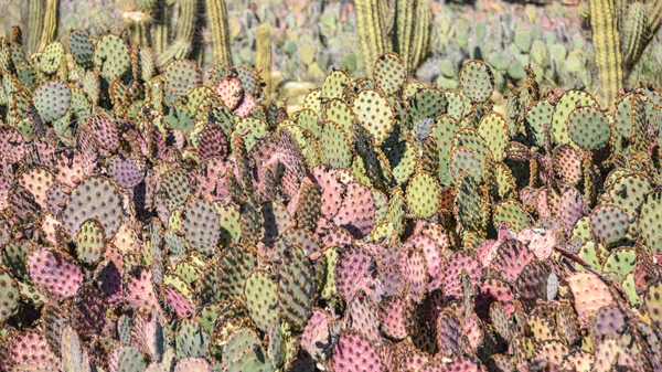 Marrakech Marokko Feb 2023 Kleurrijke Cactussoorten Die Groeien Botanische Tuinen — Stockfoto