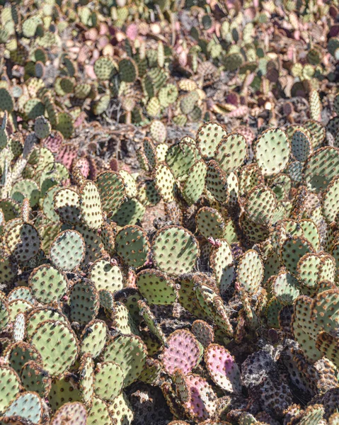 Marrakech Marokkó 2023 Február Színes Kaktuszfajok Kaktusz Thiemann Botanikus Kertekben — Stock Fotó