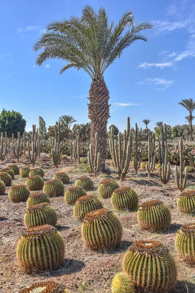 Marakeş, Fas - 25 Şubat 2023: Cactus Thiemann botanik bahçelerinde yetişen renkli kaktüs türleri