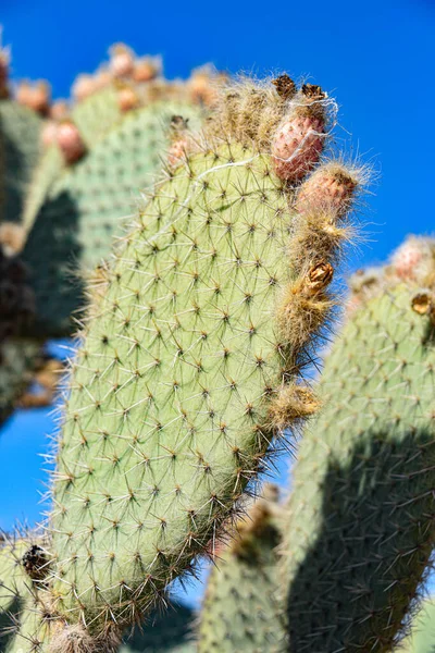 Marrakech Marokkó 2023 Február Színes Kaktuszfajok Kaktusz Thiemann Botanikus Kertekben — Stock Fotó