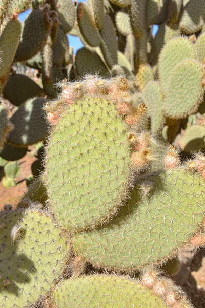 Marakeş Fas Şubat 2023 Cactus Thiemann Botanik Bahçelerinde Yetişen Renkli — Stok fotoğraf