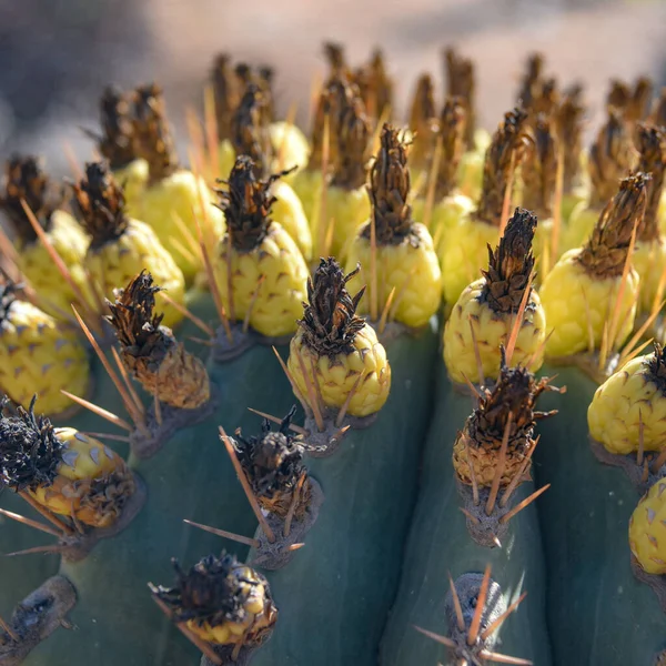 Marrakech Morocco Feb 2023 Colourful Cactus Species Growing Cactus Thiemann — Stock Photo, Image