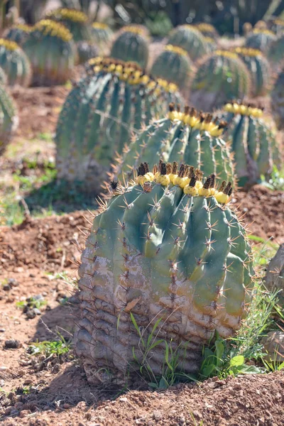 Marrakech Morocco Feb 2023 Colourful Cactus Species Growing Cactus Thiemann — Stock Photo, Image