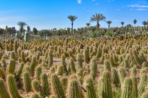 Marakeş, Fas - 25 Şubat 2023: Cactus Thiemann botanik bahçelerinde yetişen renkli kaktüs türleri