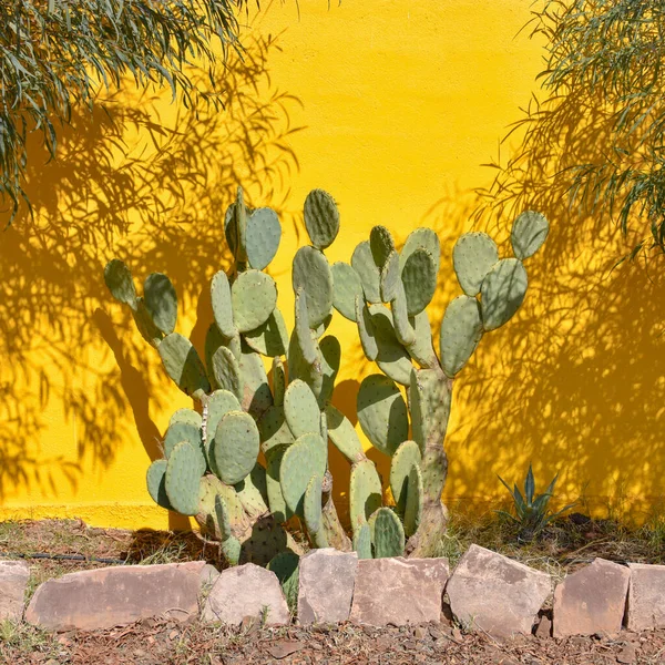 Marrakech Maroko Lutego 2023 Kolorowe Gatunki Kaktusów Rosnące Ogrodach Botanicznych — Zdjęcie stockowe