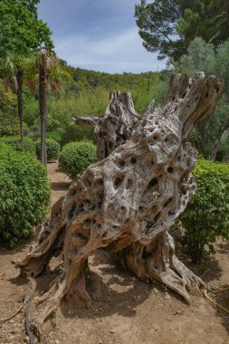 Mallorca, İspanya - 23 Temmuz 2023: Mallorca 'daki Jardines de Alfabia botanik bahçesinde eski bir zeytin ağacı kütüğü