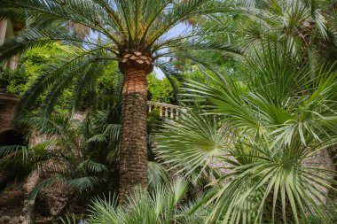 Mallorca, İspanya - 23 Temmuz 2023: Mallorca 'daki Jardines de Alfabia botanik bahçesinde tropikal bitki ve çiçekler