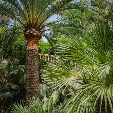 Mallorca, İspanya - 23 Temmuz 2023: Mallorca 'daki Jardines de Alfabia botanik bahçesinde tropikal bitki ve çiçekler