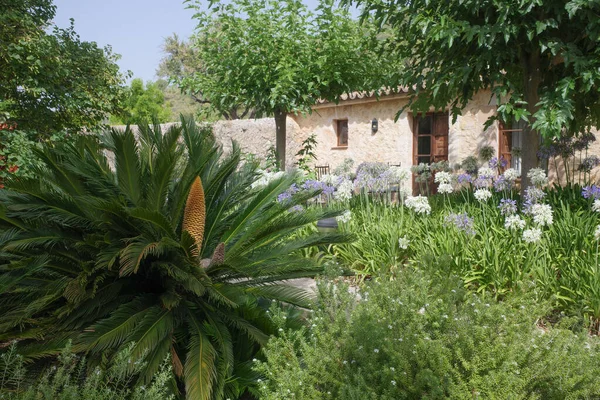 Majorque Espagne Juillet 2023 Jardins Tropicaux Luxuriants Dans Hôtel Agroturismo — Photo