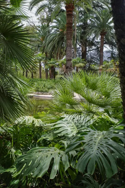 Mallorca Spanien Juli 2023 Tropische Pflanzen Und Blumen Botanischen Garten — Stockfoto