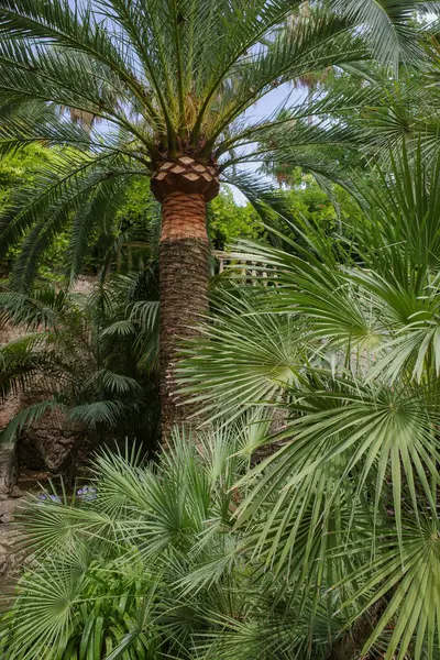 西班牙马略卡岛 2023年7月23日 马略卡岛阿尔法尼亚植物园的热带植物和花卉 — 图库照片