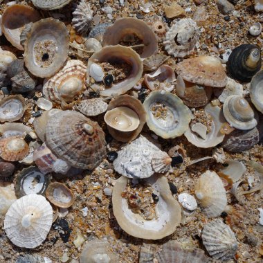 Low Newton by the Sea, UK - 13 Temmuz 2023: Northumbria sahilindeki deniz kabukları, İngiltere