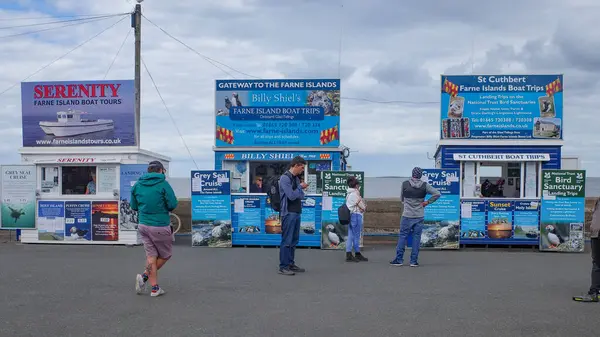 Deniz Evleri Ngiltere Temmuz 2023 Farne Adaları Deniz Evleri Northumberland — Stok fotoğraf