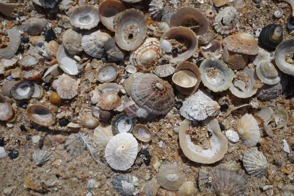 Low Newton Sea July 2023 Seashells Beach Northumbria Coast — Stock Photo, Image