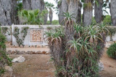 Mallorca, İspanya - 1 Kasım 2023: Botanik Bahçelerinde kaktüs ve egzotik bitki türleri