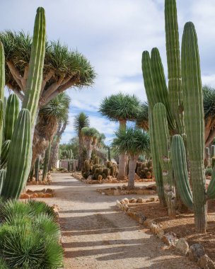 Mallorca, İspanya - 1 Kasım 2023: Botanik Bahçelerinde kaktüs ve egzotik bitki türleri