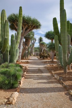 Mallorca, İspanya - 1 Kasım 2023: Botanik Bahçelerinde kaktüs ve egzotik bitki türleri