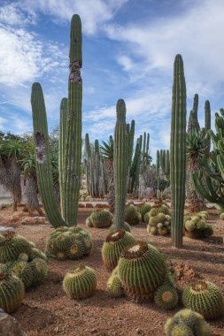 Mallorca, İspanya - 1 Kasım 2023: Botanik Bahçelerinde kaktüs ve egzotik bitki türleri