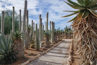 Mallorca, İspanya - 1 Kasım 2023: Botanik Bahçelerinde kaktüs ve egzotik bitki türleri