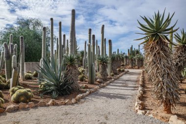 Mallorca, İspanya - 1 Kasım 2023: Botanik Bahçelerinde kaktüs ve egzotik bitki türleri