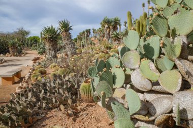 Mallorca, İspanya - 1 Kasım 2023: Botanik Bahçelerinde kaktüs ve egzotik bitki türleri
