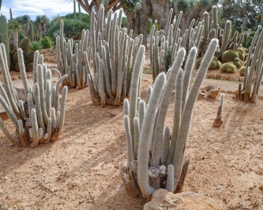 Mallorca, İspanya - 1 Kasım 2023: Botanik Bahçelerinde kaktüs ve egzotik bitki türleri