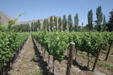 Santiago, Şili - 25 Kasım 2024: Santa Rita Üzüm bağlarında üzüm bağları, Maipo, Şili
