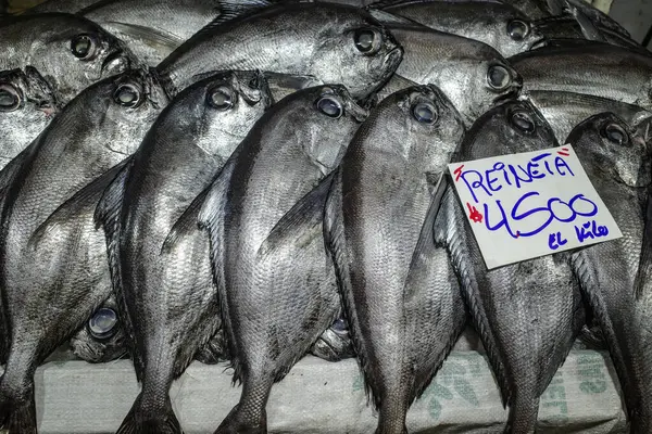 산티아고 11월 2023 산티아고 시장에서 판매되는 신선한 생선과 해산물 로열티 프리 스톡 이미지