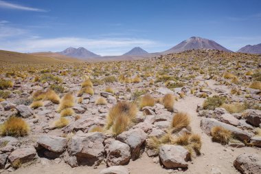 San Pedro de Atacama, Şili - 1 Aralık 2023: Laguna Miscanti Atakama Çölü manzaraları