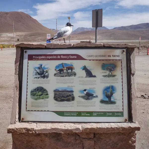 stock image Atacama, Chile - Dec 1, 2023: A seabird sits on a sign depicting native fauna of the Atacama Desert