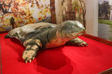 Hanoi, Vietnam - 9 Şubat 2024: Korunmuş bir Swinhoe Softshell Turtle (Rafetus swinhoei) Ngoc Son Tapınağı, Hoan Kiem Gölü, Hanoi