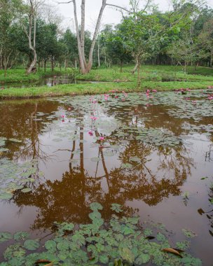 Hoi An, Vietnam - 6 Şubat 2024: Oğlum Hindu Tapınağı, Vietnam 'daki gölette çiçek açan zambak bitkileri