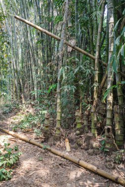 Ho Chi Minh Şehri, Vietnam - 2 Şubat 2024: Bambu Ormanı Cu Chi Tünelleri, Vietnam