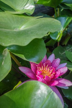 Blanes, İspanya - 10 Ağustos 2024: Marimurtra Botanik Bahçelerinde Pembe Zambak Çiçeği, Blanes, Costa Brava, Katalonya