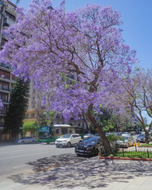 Buenos Aires, Arjantin - 18 Kasım 2024: Recoleta Mahallesi 'nde ilkbaharda çiçek açan jakaranda ağaçları