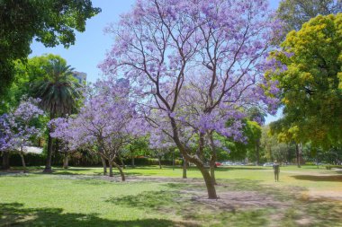 Buenos Aires, Arjantin - 18 Kasım 2024: Recoleta Mahallesi 'nde ilkbaharda çiçek açan jakaranda ağaçları