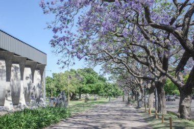 Buenos Aires, Arjantin - 18 Kasım 2024: Recoleta Mahallesi 'nde ilkbaharda çiçek açan jakaranda ağaçları
