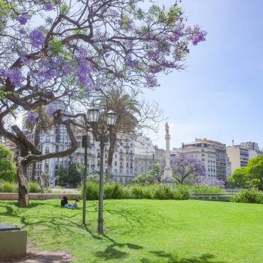 Buenos Aires, Arjantin - 18 Kasım 2024: Recoleta Mahallesi 'nde ilkbaharda çiçek açan jakaranda ağaçları