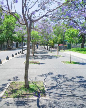 Buenos Aires, Arjantin - 18 Kasım 2024: Recoleta Mahallesi 'nde ilkbaharda çiçek açan jakaranda ağaçları