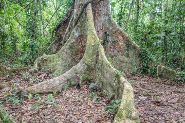 Tambopata, Peru - 28 Kasım 2024: Peru Amazon 'undaki dev bir Ceiba Pentranda ağacının kökleri
