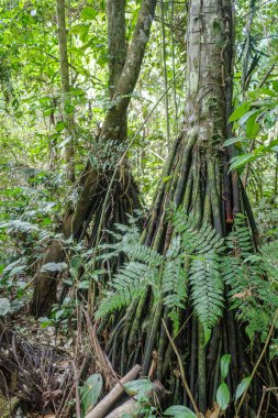 Tambopata, Peru - 26 Nov, 2024: Socratea exorrhiza, a walking palm or cashapona, a palm tre native to rainforests in tropical Central and South America clipart