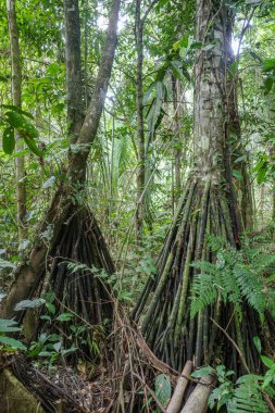 Tambopata, Peru - 26 Kasım 2024: Socratea exorrhiza, bir yürüyen palmiye veya cashapona, tropikal Orta ve Güney Amerika 'daki yağmur ormanlarına özgü bir palmiye.