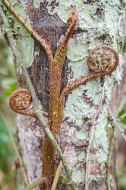 Tambopata, Peru - 28 Nov, 2024: A tree fern vine growing in the Amazon rainforest, Peru clipart