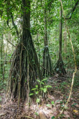 Tambopata, Peru - 26 Kasım 2024: Socratea exorrhiza, bir yürüyen palmiye veya cashapona, tropikal Orta ve Güney Amerika 'daki yağmur ormanlarına özgü bir palmiye.